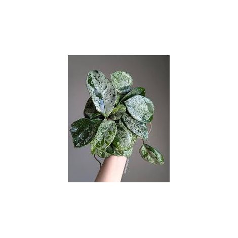 Hoya carnosa Freckles Splash – Plante tropicale de collection au feuillage argenté (1/5)