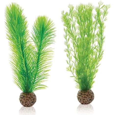 Biorb, Felce vegetale (1/3)