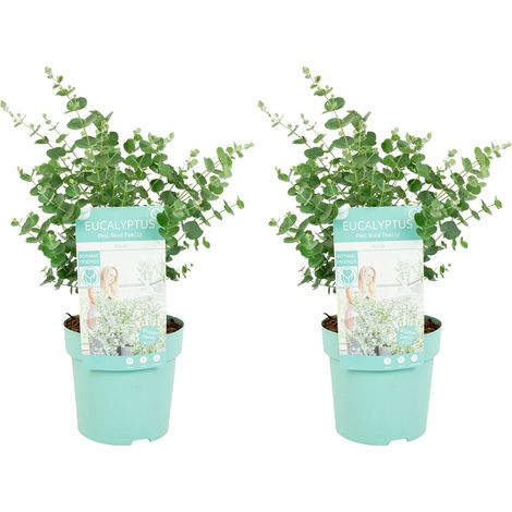 Bloomique – Lot de 2 – Eucalyptus Gunnii Azura – Eucalyptus – Plantes de jardin – Rustique – 30-50 cm de haut – Pot 15 cm