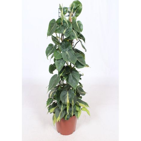 Philodendron Scandens Brasil Plante Grimpante ou Retombante Feuillage Panaché Pot Ø24 cm Hauteur 120 cm - PANGIVO