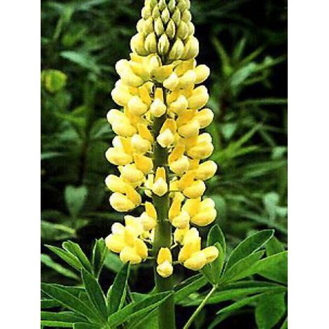 Lupin 'Chandelier' Godet de 7/8 cm (1/3)