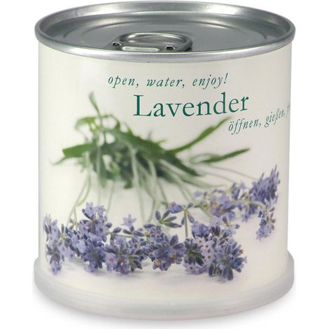 Lavande à faire pousser en boite
