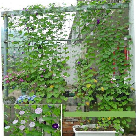 Filet D'Escalade - Nylon 27 Brins - Maillage 10,2 X 10,2 Cm - Dimensions 1,8 X 3,6 M - Pour Plantes Grimpeuses Tomates Haricots Vignes - 1 Pièce (1/5)