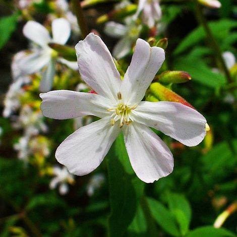 4 x Saponaria ocymoides 'Snow Tip' - godet 9x9 cm