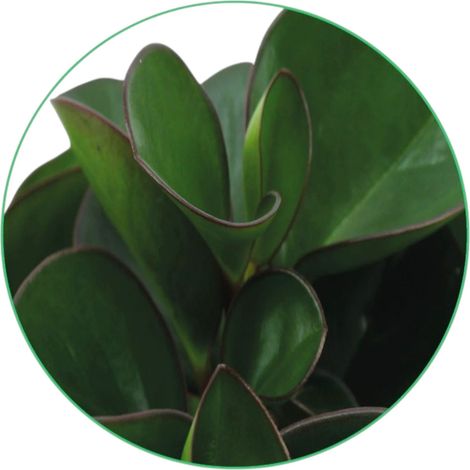Gardenaria Peperomia obtusifolia 'Burning bush' - Pianta da interno ornamentale - Altezza: 25 cm (vaso 15) (1/5)