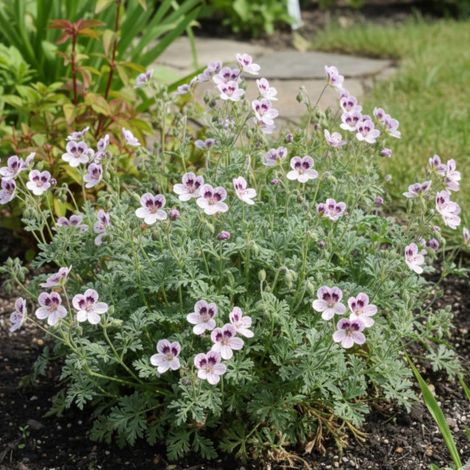 Bec de Grue Natasha, Erodium/Godet - 5/20 cm (1/4)
