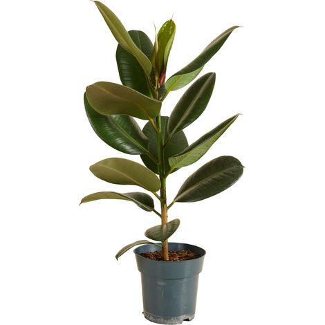 Bloomique - Ficus Elastica Robusta - Hévéa - Plante à caoutchouc - Plantes d'intérieur - Purificateur d'air - Très facile d'entretien - 50-60 cm de haut - Pot 17 cm