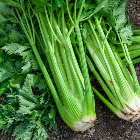Vilmorin – Céleri branche d'Elne – Graines de potager – Exposition ensoleillée – Semis de mars à juin – Récolte de juillet à octobre (1/2)