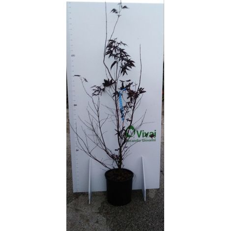 PIANTA DI ACER PALMATUM "ACERO ROSSO" VASO 30 CM ALTEZZA 125/150 CM (FOTO REALI)