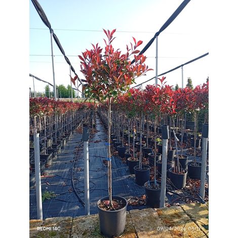 PHOTINIA FRASERI TIGE 24 DEMI-TIGE SUPER RED COMPACTA