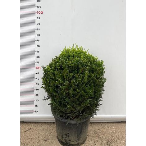PIANTA DI CUPRESSOCYPARIS LEYLANDII C.W GOLD PALLA VASO CLT 18  (foto reali)
