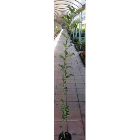 1 plant /tree (approx 1m) - Spondias dulcis (fuji apple)