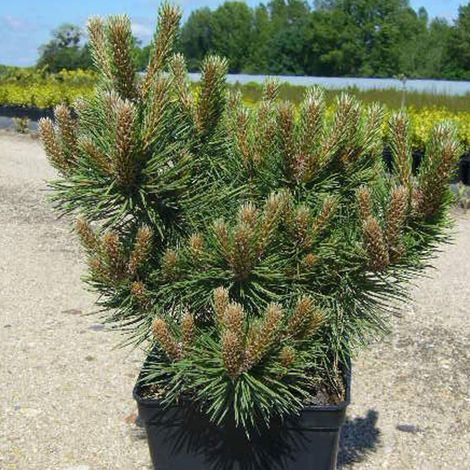 Pin noir d'Autriche nain, Pinus/Pot de 3L - 20/40 cm (1/4)