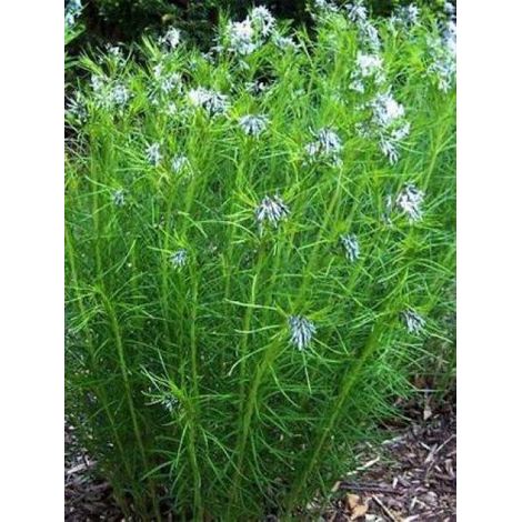 Amsonie hubrichtii Godet de 8/9 cm (1/3)