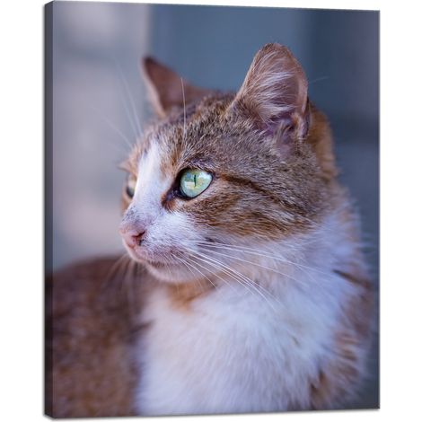 Stampa su tela Animali Gatto rosso 40x50 cm