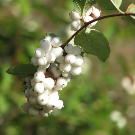 Symphorine 'White Edge' 'White Hedge' - 50-60 cm pot