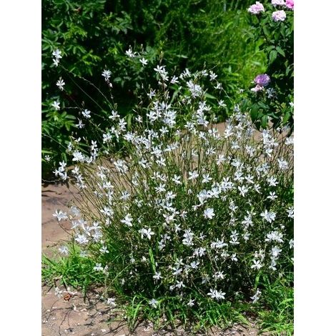 Gaura 'Snowbird' Pot de 2L/3L (1/2)