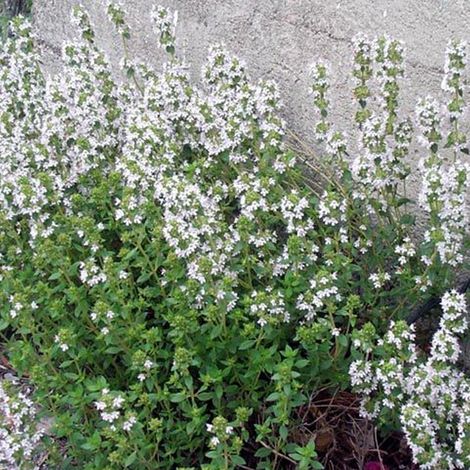 4 x Thym commun  - Thymus vulgaris 'Compactus'  - godet 9x9 cm (1/4)