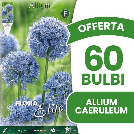OFFERTA 60 BULBI ALLIUM CAERULEUM BULBS BULBES