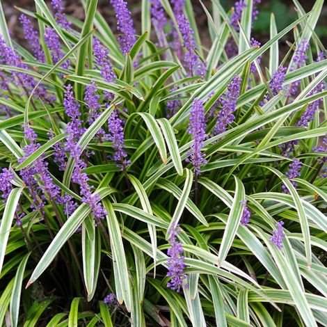 4 x Liriope muscari 'Variegata' - godet 9x9 cm