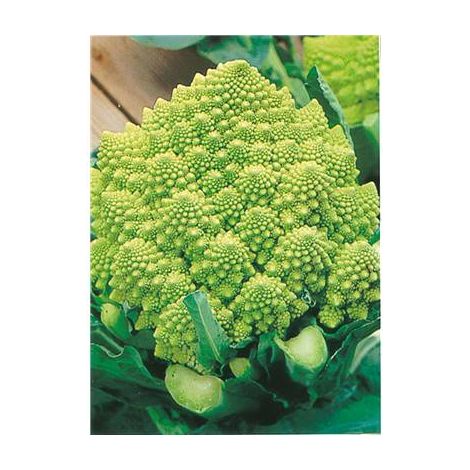CHOU ROMANESCO VERONICA - 0.3 G
