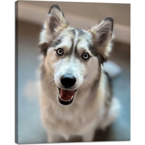 Stampa su tela Animali Ritratto di cane 40x50 cm Cane