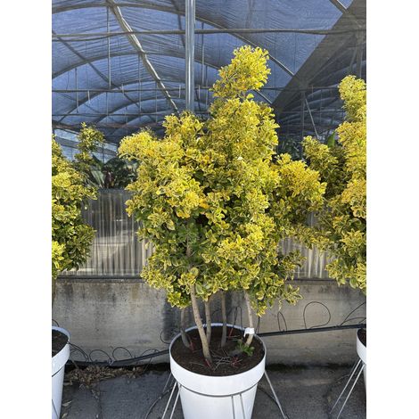 EUONYMUS JAPONICUS MULTITRONCO 60 1/4 FUSTO AUREA CLASSIC