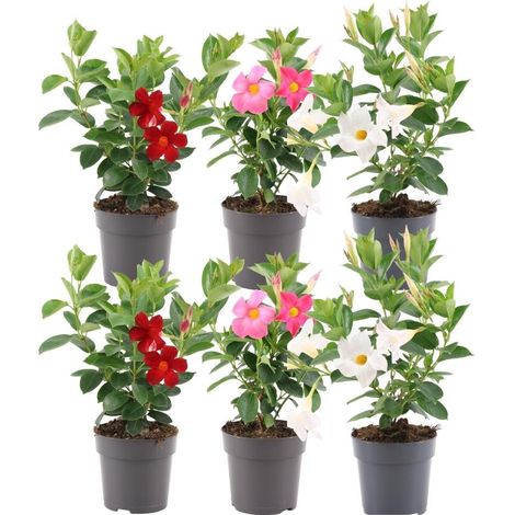 Dipladenia Mix Mandevilla Lot de 6 Plantes Grimpantes Fleurs Rose Blanc Rouge Pot Ø12 cm - PANGIVO (1/3)