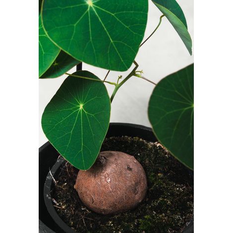 Stephania pierrei Stephania Erecta vaso 12cm H 25cm foto reali