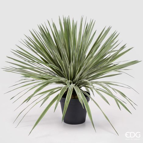 EDG Agave Con Vaso H 80 cm (1/2)