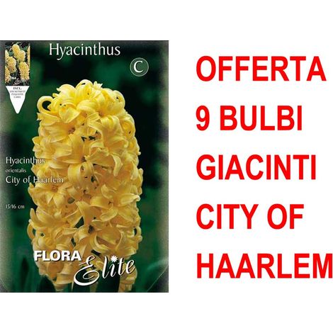 OFFERTA 9 BULBI GIACINTO CITY OF HAARLEM