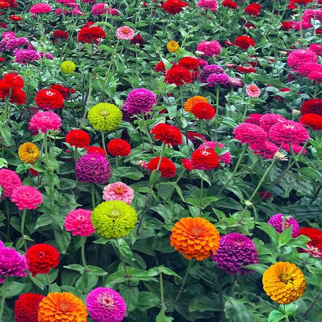 Zinnia 1000 pcs – Fleurs Annuelles – Jardin Massif (1/5)