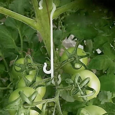 100 clips de support pour plantes grimpantes et tomates, de 13 cm de diamètre (1/5)