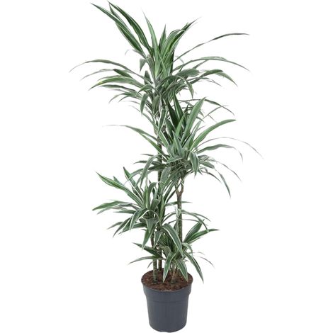 Dracaena Warneckei - Plante d'Intérieur Décorative - Vert et Blanc - 130 cm - ø27 cm - PANGIVO (1/3)