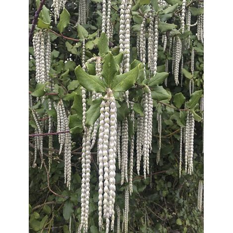 Garrya 'James Roof' Pot de 2L/3L (1/2)