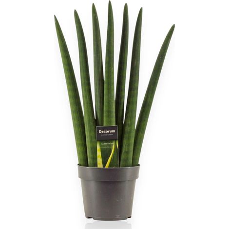 Gardenaria Sansevieria cylindrica 'Fan' - Pianta da interno ornamentale - Altezza: 35 cm (vaso 12) (1/5)