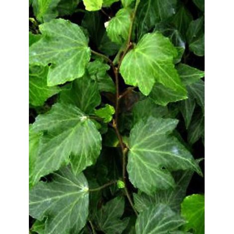 Lierre commun 'Green Ripple' Godet de 8/9 cm (1/2)