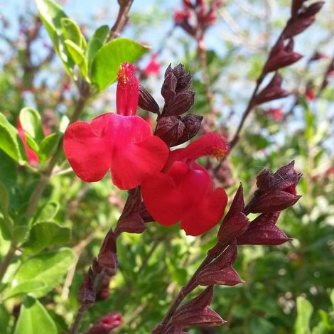 Sauge d'automne Mirage™ Cherry Red/Pot de 5L - 40/60 cm (1/3)