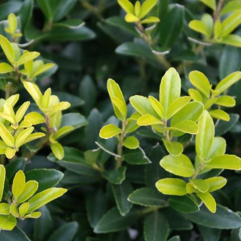 Houx crénelé - ilex crenata 'Caroline Upright' - 60-80 cm pot (1/3)
