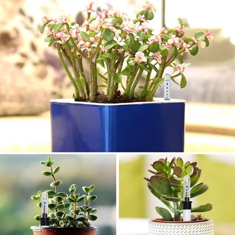 Set di 4 indicatori di livello dell'acqua per vasi da fiori – Indicatore di umidità del terreno – Monitor di irrigazione – 20 cm – 150 ml (1/5)