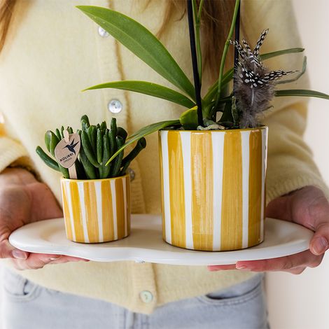 Orchidée Phalaenopsis Jaune avec Pot à Rayures Jaunes 9 cm - Plante d'Intérieur - PANGIVO (1/3)