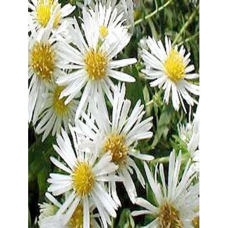 Aster de la Nouvelle-Angleterre 'Herbstschnee' Godet de 8/9 cm (1/3)