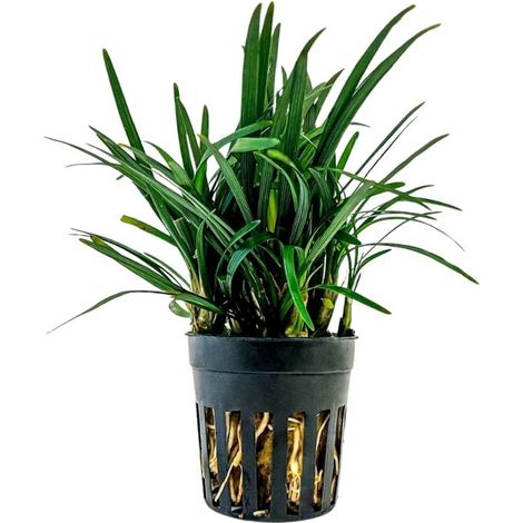 Terrarium Pflanze Ophiopogon kyoto Topf Nr.406T