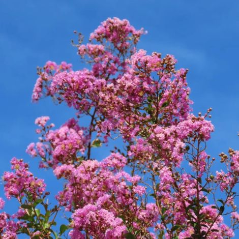 Lilas des Indes Soir d'été® 'Dessoi 062', Lagerstroemia/Pot de 15 L - 100/120 cm
