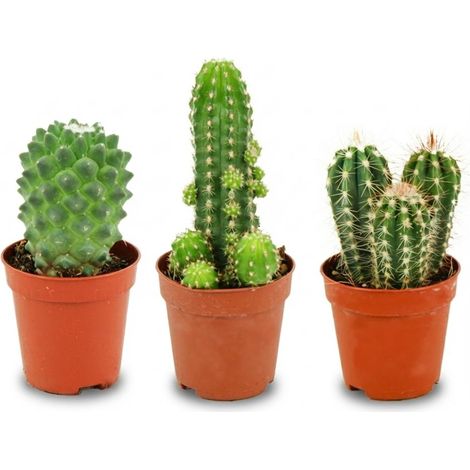 Lot de 3 Mini Cactus Plantes d'Intérieur Faciles d'Entretien Ø 5,5 cm Hauteur 5-10 cm - PANGIVO (1/4)