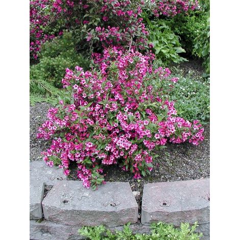 Weigela nain 'Minuet' Godet de 8/9 cm