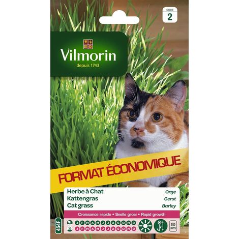 Herbe à Chat (1/5)