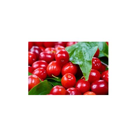 Corniolo da frutto (Pianta di 3 anni)
