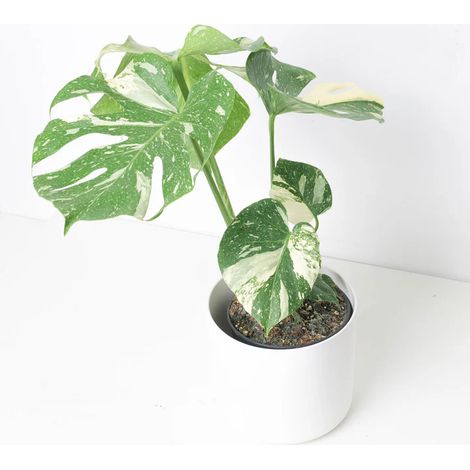 Monstera “Thai Constellation” H 45 cm (1/3)