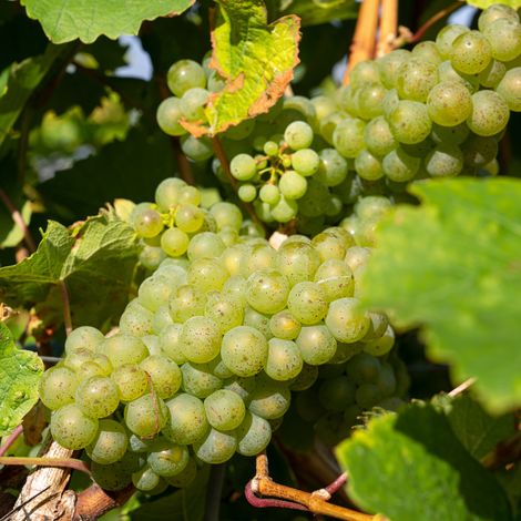 Pied de vigne Lakemont' Blanc - Vitis vinifera Lakemont' 120cm (1/2)